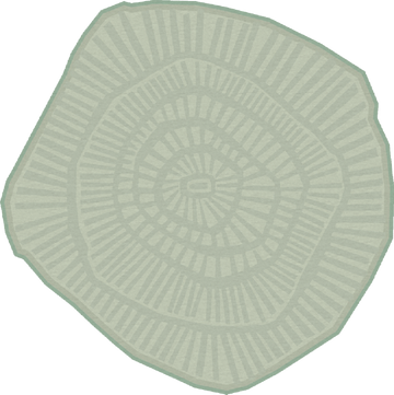 Ferreira De Sa Anemone Sea Salt