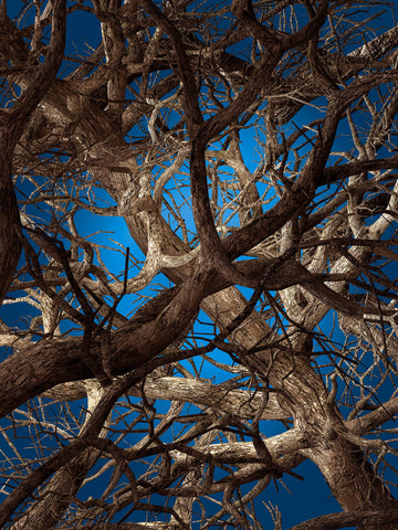 Laagpolig vloerkleed Moooi Carpets Liquid Maple