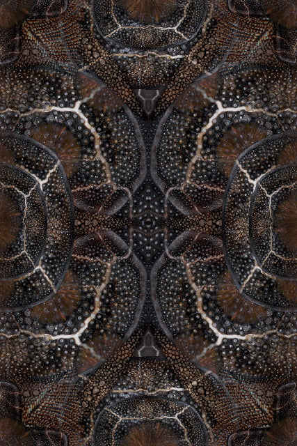 Laagpolig vloerkleed Moooi Carpets Blooming Seadragon