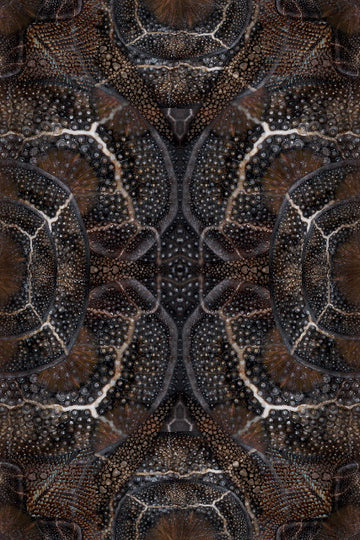 Laagpolig vloerkleed Moooi Carpets Blooming Seadragon